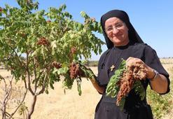 14 dil bilen, 22 kitap yazan Süryani rahibe, Almanya'dan döndüğü köyünde tarım yapıyor
