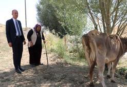 Tek geçim kaynağı ineği ölen kadına yenisi alındı