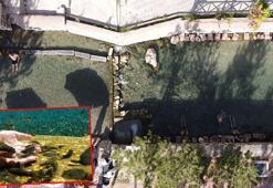 Doktor balıkların 'selenyumlu' suyu kuraklıktan etkilenmiyor