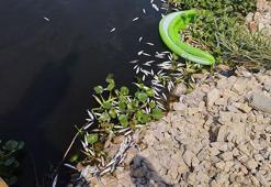 Hatay’da Asi Nehri'nde toplu balık ölümleri