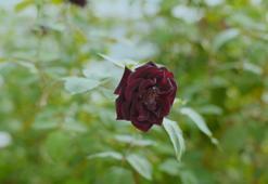 “Karagül mayası gözaltı morlukları ve şişliklerine iyi geliyor"