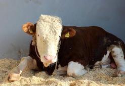 Alım garantili 'sözleşmeli besicilik' modeli