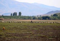 Kuruyan göl, koyunlara otlak oldu