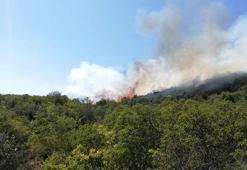 Demre'de orman yangını