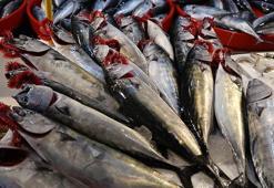 Karadeniz'de palamut bolluğu