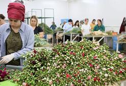 Kraliçe Elizabeth'in cenazesi için Türkiye'den 1,5 milyon dal karanfil