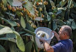 Enerji kaynağı Frenk yemişi dalında çürüyor