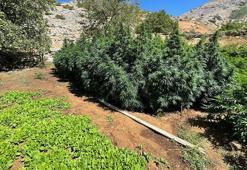 Bingöl'de 3 milyon kök kenevir ve patlamamış havan ele geçirildi