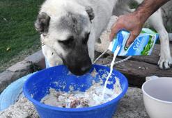 Kangal köpekleri, kış için 'sütlü tahıl' ile besleniyor