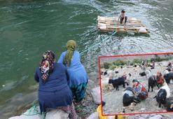 İlkel salla Zap Deresi'ni geçip, keçilerini sağıyorlar