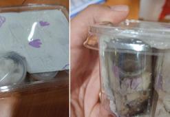 İzmir'de 26 tüp tarantula ele geçirildi ​