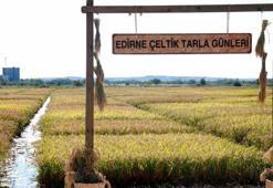 Edirne'de çeltik hasadı, 'tarla günleri' ile başladı