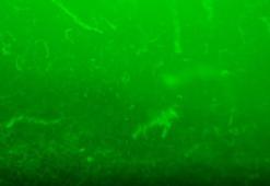 Prof. Dr. Ayaz: Deniz suyunda hızlı soğuma olursa müsilajla tekrar karşı karşıya kalmayız