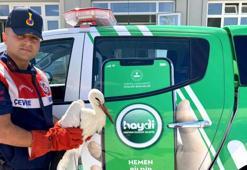 Ayağında Polonyalı kuş gözlemcilerinin taktığı çip olan leylek tedavi edildi