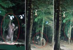 Ayı, kampçıların yiyeceklerini yedi