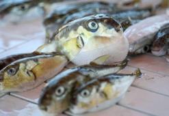 'Balon balığı' avcıları 164 bin lira kazandı