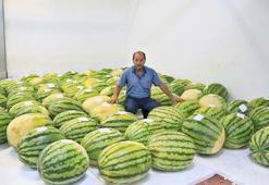 137 Diyarbakır karpuzu, festivaldeki yarışma için soğuk hava deposunda