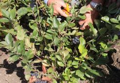 Büyükçekmece'de aronya meyvesinin ilk hasadı gerçekleşti