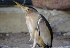 Yaralı balaban kuşu, fizik tedaviyle sağlığına kavuştu