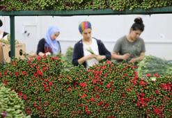 Kraliçe için İngiltere'ye 1,3 milyon dal çiçek gitti, 700 bin daha hazırlanıyor