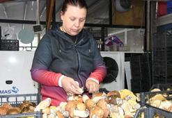 Istranca Ormanları'nda 2 yılın ardından mantar bereketi