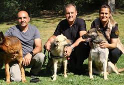 TBMM'nin 'kahraman' köpekleri