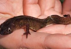 Karadeniz’in kirlenen sulak alanlarında 3 türün nesli tehlikede