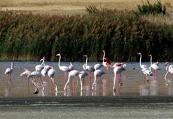 Flamingolar kuraklığa rağmen Erçek Gölü'nde