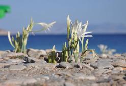 Datça'da kum zambakları çiçek açtı, ilçe halkı korumaya aldı