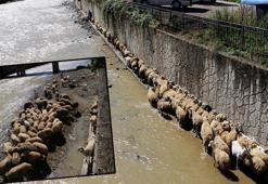Çoban uyudu, küçükbaş sürüsü derede mahsur kaldı