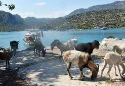 Aşırlı Adası'nda dağ keçilerinin sayısı artıyor