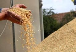 Bakanlık desteğiyle çeltik üretimi, 1 milyon tona çıktı