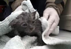 Avcılar'da klozete düşen yavru kedi kurtarıldı