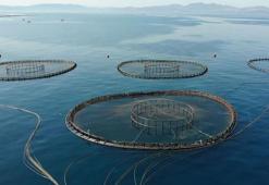 Türkiye, su ürünleri yetiştiriciliğinde 1'inci sırada