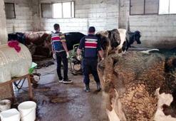 3 ilde besicileri sahte dekontla dolandıranlara operasyon: 10 gözaltı