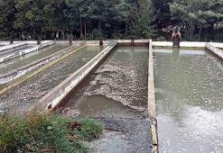 Kahramanmaraş'ta, selin vurduğu tesiste binlerce alabalık öldü