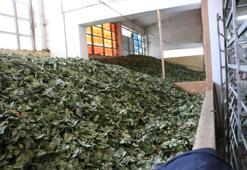 Defne bitkisinden ekonomiye 2 milyar TL katkı