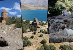 Akdamar Adası'nda 'tavşan' zararı