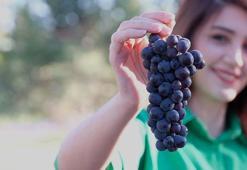 Evliya Çelebi'nin Seyahatnamesi'ndeki 'Meram Bağı' yeniden hayat buldu