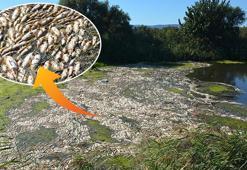 Bakırçay'da binlerce ölü balık kıyıya vurdu