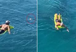 Denize düşen tatlı su kaplumbağasını, dalgıçlar kurtardı