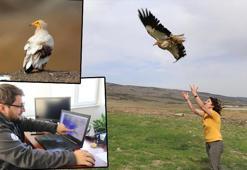 Uydu vericileriyle takip edilen küçük akbabaların göç rotası ortaya çıkarıldı