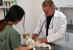 Veteriner hekimler, sokak hayvanlarına da trafik sigortası istiyor