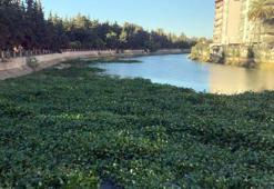 Asi Nehri'nde su sümbülü istilası