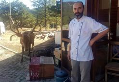 Kızıl geyik restoran önüne gelip yiyecek bekliyor