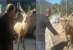 Kızıl geyik restoran önüne gelip yiyecek bekliyor