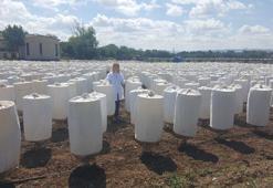 Yerli şeker pancarı tohumunda hedef ihracat