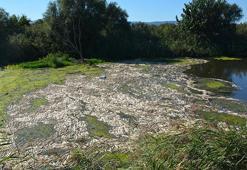 Bakırçay'daki toplu balık ölümlerinde iki belediye hakkında suç duyurusu