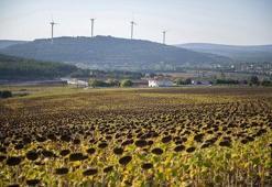 '1000 Çiftçi 1000 Bereket' çiftçileri ‘sarı gelin’ hasadına başladı