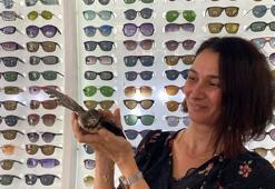 Yerde bulup beslediği ebabil yanından ayrılmıyor